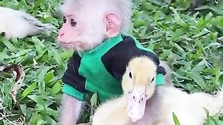 cute monkey 3
