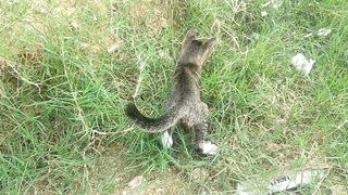 Funny & Naughty Cat