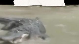 Python VS Crocodile
