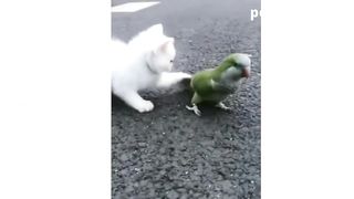 Funny Animal #1