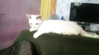 KUCING CEBOL LUCU