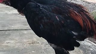 Jago black