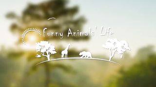 Cute Dogs And Cats That Will Make You Laugh ???? - Funny Animal Compilation #2