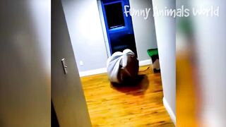 Funniest Dogs And Cats Videos ???? - Best Funny Animal Videos 2023 ???? #5 2