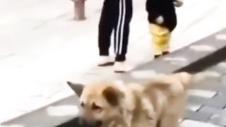 Funny video