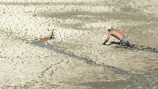 This heroic ranger risks his life to save this impala!
