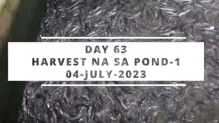 DAY-63 HARVEST NA SA POND-1 4X3MTR CONCRETE POND _ TRADITIONAL BACKYARD FARMING