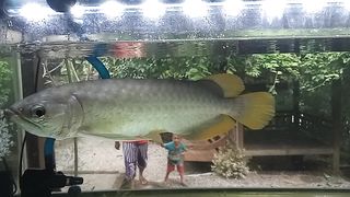 Fish in the aquarium