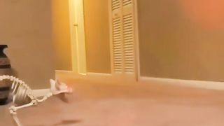 Cute and Funny Cats