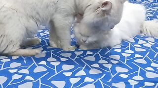 Tom loveing and careing