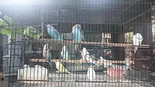 lots of birds in cages