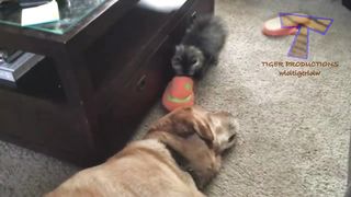 Funny DOGS AFRAID of CATS! Who is THE MASTER in the HOUSE?