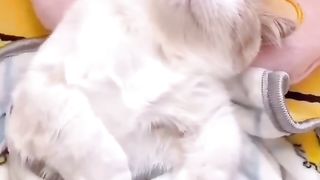 Kucing lucu 16
