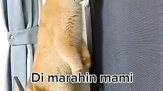 Kucing lucu 17