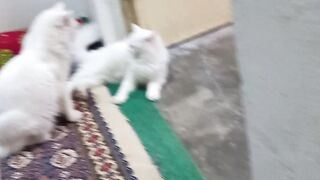 Play time 4