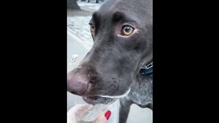 Funny Animal Videos 2022 ???? - Funniest Cats And Dogs Video ???????? 2