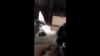 Funniest Animals Videos 2023 ???? Try Not To Laugh Funny Dogs And Cat ???? 6