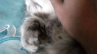 maen sama kucing²kuu????