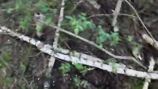 Amunisi terkecil di dunia