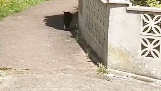 Funny Bird & Cat