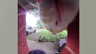 Funny Animal Videos ???????? Funny Angry Cats and Dogs Compilation 2022