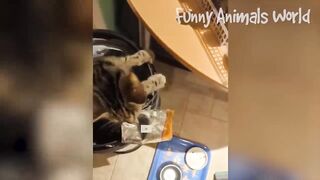 Funniest Dogs And Cats Videos ???? - Best Funny Animal Videos 2022???? #14 3