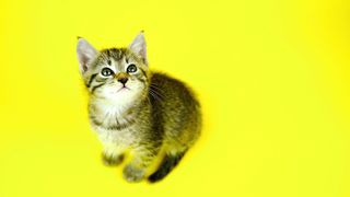 Anak kucing 2