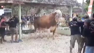 Cows get angry on Hari Raya!?.