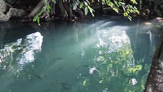 Fish inthe jungle