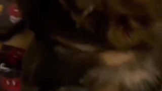 Funny animals - Funny cats and dogs - Funny animal videos 228
