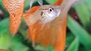 Guppy