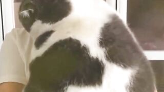 Funny animal 23