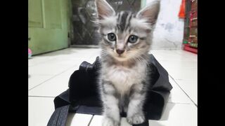 cute little baby cat miaw