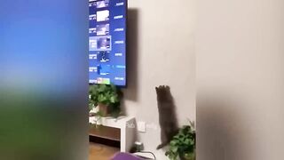 Funniest Cats And Dogs Videos ???? - Best Funny Animal Videos 2023 ???? #6