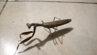 praying mantis sweet dance