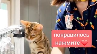 КОТКА - ПОМОЩНИК