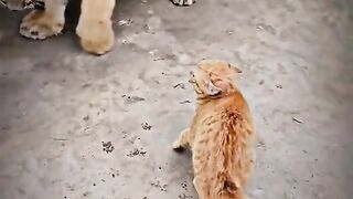 ORANGE CAT VS TIGER