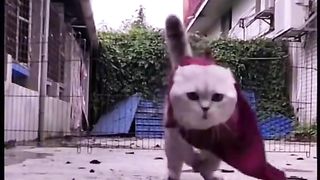 Drôle d'animaux 3
