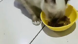 cute cat is eating