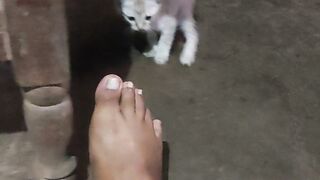 Funny cat 137