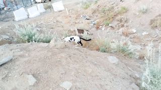Funny cat moments in life