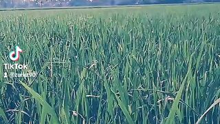 Panorama 9