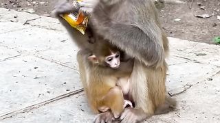 Monkey mothers don't share with baby????????