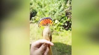 Cute Baby Animals - Cute Baby Pets - Cute Kittens - Funny Animals