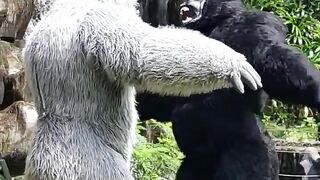 Petarungan king kong hitam Vs king kong putih