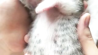 Bayi kucing yang lucu