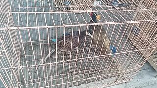 The sound of birds in the cage