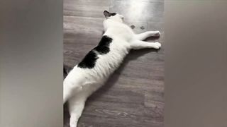 Funny Animal's Funny behaviour 2023