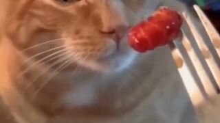 Funny Cats Moments..