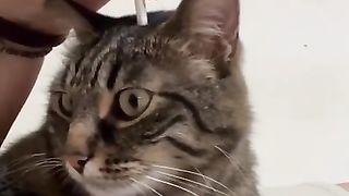 my Baby cute cat